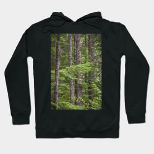 Evergreen Forest - Manning Provincial Park Hoodie